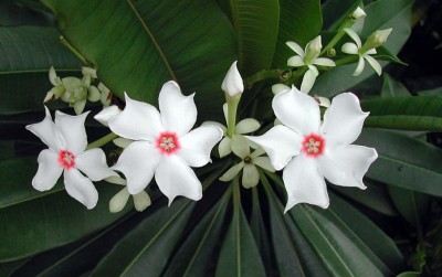 uploads/news/2020/12/tanaman-bintaro-beracun-sekaligus-79092db382b4b1d_400.jpg
