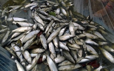 uploads/news/2020/12/teknologi-sederhana-budidaya-ikan-39987a73b0dca48_400.jpg
