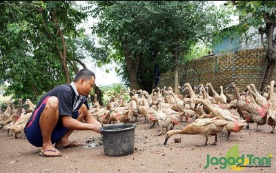 uploads/news/2020/12/untung-bisnis-ternak-bebek-5074282acb57ddb_400.JPG