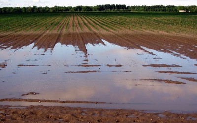 uploads/news/2021/01/antisipasi-lahan-pertanian-saat-5970484dda75a1a_400.jpg