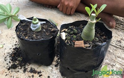 uploads/news/2021/01/cara-grafting-si-cantik-182326b2be4ac14_400.jpeg
