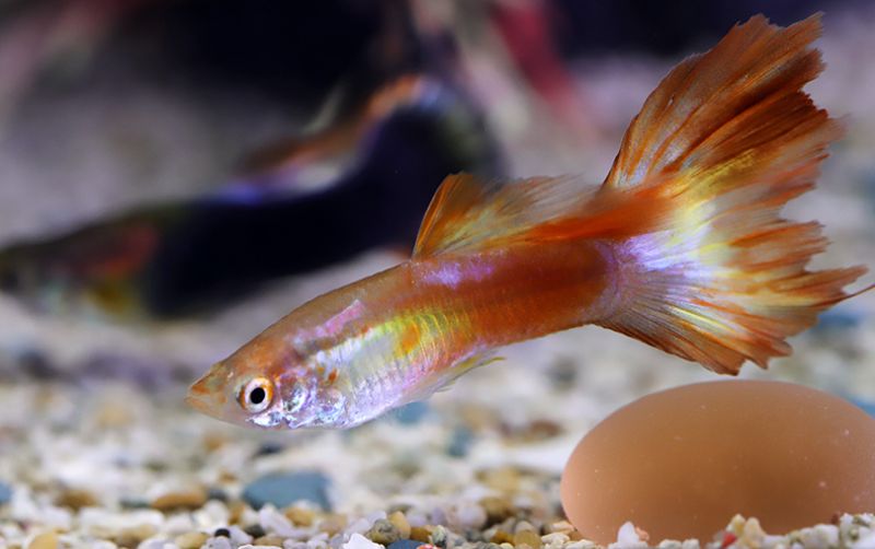 uploads/news/2021/01/cara-jitu-memelihara-ikan-1137110bd5b5b13.jpg