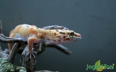 uploads/news/2021/01/cara-memelihara-gecko-bagi-4718318f8fc0f6f_400.JPG