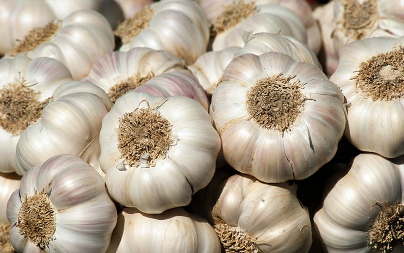 uploads/news/2021/01/cara-meningkatkan-produktivitas-bawang-18639246fde5378.jpg