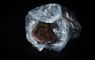 uploads/news/2021/01/cara-mudah-mematikan-ikan-620744154c087e9_400.jpg