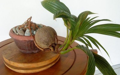 uploads/news/2021/01/cara-sukses-membuat-bonsai-417100e836a588f_400.jpg