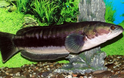 uploads/news/2021/01/gurihnya-daging-ikan-toman-9054678ba1dc1ed_400.jpg
