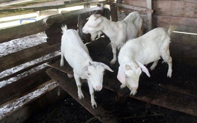 uploads/news/2021/01/kambing-samosir-si-kambing-52165f36f03af19_400.jpg
