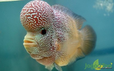 uploads/news/2021/01/kenali-berbagai-jenis-ikan-484410b8abae60d_400.JPG