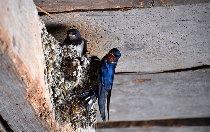 uploads/news/2021/01/laris-manis-sarang-burung-71755208ff25953.jpg