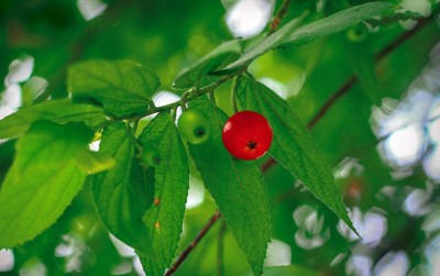 uploads/news/2021/01/manfaat-dari-manisnya-buah-95315ff10309a6a_400.jpg