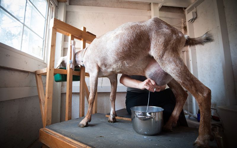 uploads/news/2021/01/manfaat-susu-kambing-untuk-149499b6437a45e.jpg