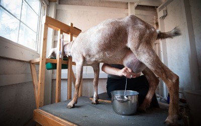 uploads/news/2021/01/manfaat-susu-kambing-untuk-149499b6437a45e_400.jpg