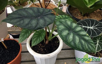 uploads/news/2021/01/membandingkan-dua-saudara-alocasia-77286c04282ea6c_400.JPG