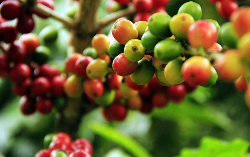 uploads/news/2021/01/mengakomodir-pembukaan-kebun-kopi-18753bdaf73fa03.jpg