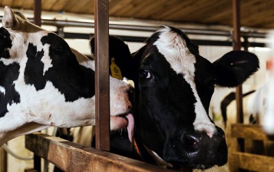 uploads/news/2021/01/mengenali-penyakit-sapi-perah-14532c3262931a1_400.jpg