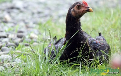 uploads/news/2021/01/menghasilkan-untung-dari-ayam-825025076bd9a4f_400.jpg