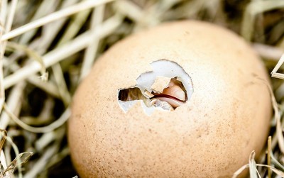 uploads/news/2021/01/menyeleksi-telur-ayam-siap-92619eed2e829ae_400.jpg