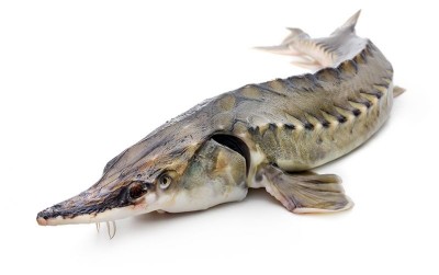 uploads/news/2021/01/mewahnya-caviar-telur-ikan-1888461cab52c5b_400.jpg