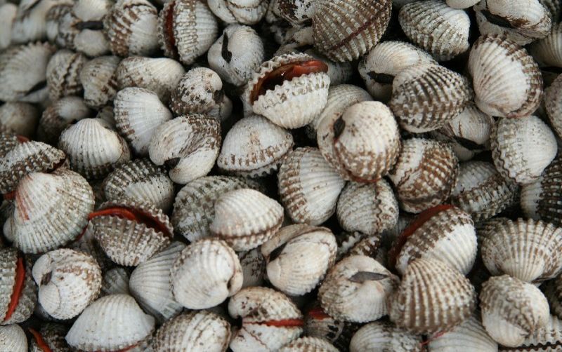uploads/news/2021/01/prospek-bisnis-pembesaran-kerang-790109c2543271b.jpg