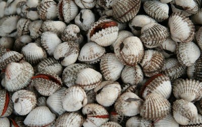 uploads/news/2021/01/prospek-bisnis-pembesaran-kerang-790109c2543271b_400.jpg