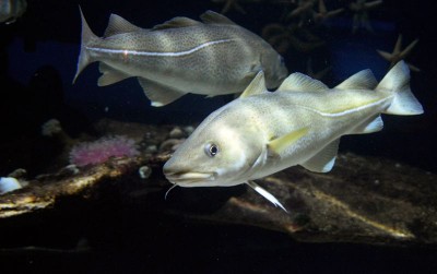 uploads/news/2021/01/sepuluh-kebaikan-minyak-ikan-78215c2265c5546_400.jpg