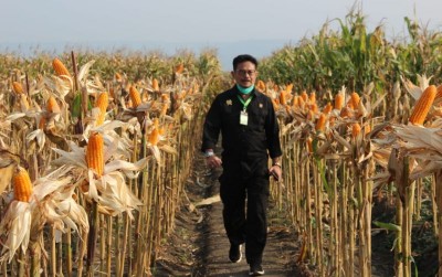 uploads/news/2021/01/sepuluh-produsen-jagung-terbesar-7826280c1f05cea_400.jpeg
