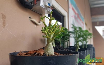 uploads/news/2021/01/si-cantik-adenium-cabang-7752043f390386f_400.jpg
