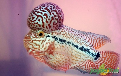 uploads/news/2021/01/syarat-mengikuti-kontes-ikan-9667163300b45ab_400.JPG