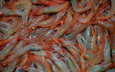 uploads/news/2021/01/target-menjadi-produsen-udang-379088ff8415652_400.jpg