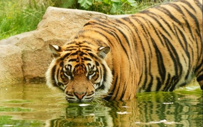 uploads/news/2021/02/5-hewan-penguasa-hutan-234307afe8c1159_400.jpg