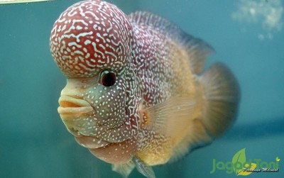uploads/news/2021/02/agar-jenong-louhan-tumbuh-358030b8abae60d_400.JPG