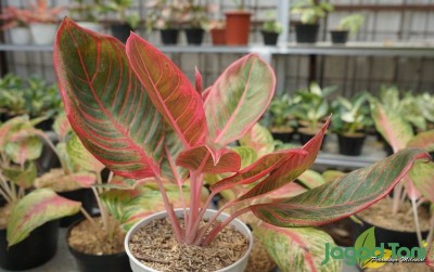 uploads/news/2021/02/aglaonema-tanaman-sultan-asli-94928c2a750f91c_400.JPG