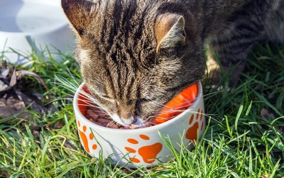 uploads/news/2021/02/alasan-kucing-dilarang-memakan-3975464dfcc1b2d_400.jpg