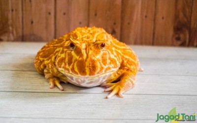 uploads/news/2021/02/alasan-mengapa-katak-pacman-37609899a445187_400.jpg