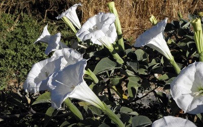 uploads/news/2021/02/bahaya-dan-manfaat-tanaman-34562b9fc34ac83_400.jpg