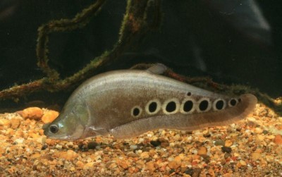 uploads/news/2021/02/belida-ikan-enak-yang-605989de5c11543_400.jpg