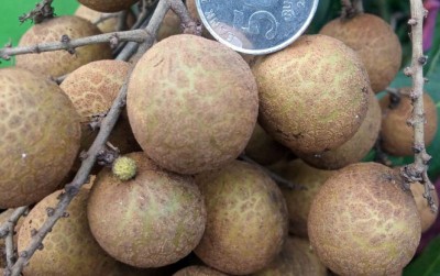 uploads/news/2021/02/berkenalan-dengan-kelengkeng-super-724454d367bc879_400.jpg