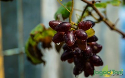 uploads/news/2021/02/bisnis-bibit-anggur-bernilai-38828dc3e3e57de_400.jpg