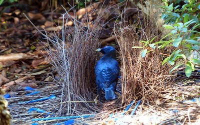 uploads/news/2021/02/bowerbird-sang-arsitek-dari-337380b1301ff8e_400.jpg