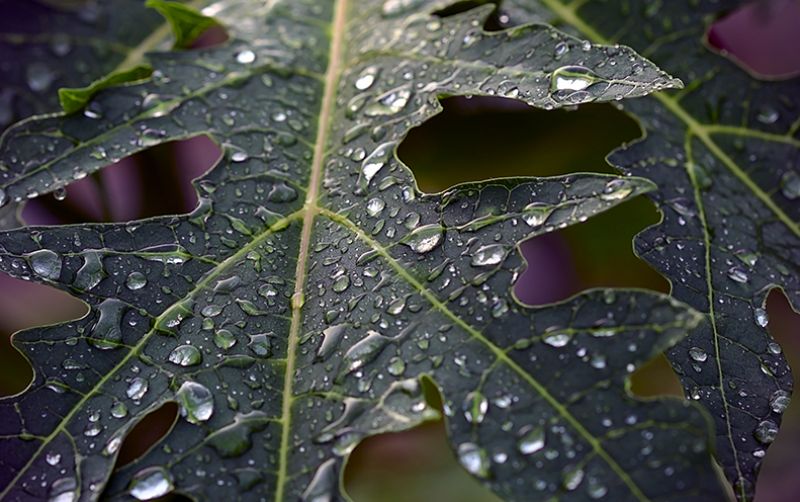 uploads/news/2021/02/di-balik-pahitnya-daun-28209b03f7f82c6.jpg