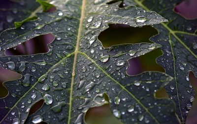 uploads/news/2021/02/di-balik-pahitnya-daun-28209b03f7f82c6_400.jpg