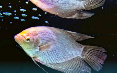 uploads/news/2021/02/emas-bernama-ikan-gurame-38950616feae249_400.jpg