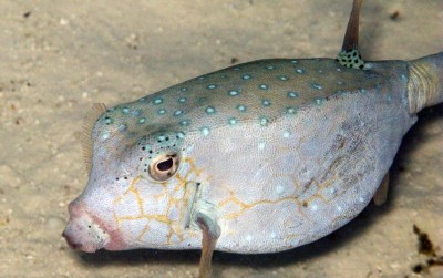 uploads/news/2021/02/ikan-kudu-kudu-favorit-masyarakat-52448863d965cd5_400.jpg