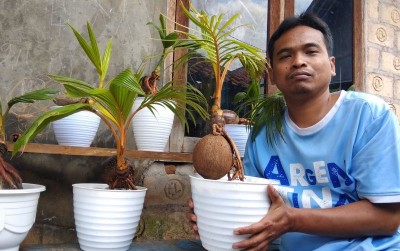 uploads/news/2021/02/indahnya-merangkai-bonsai-kelapa-83055b119ef162d_400.jpg