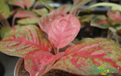 uploads/news/2021/02/jenis-aglaonema-berkasta-mahal-217011ba134e6ee_400.JPG
