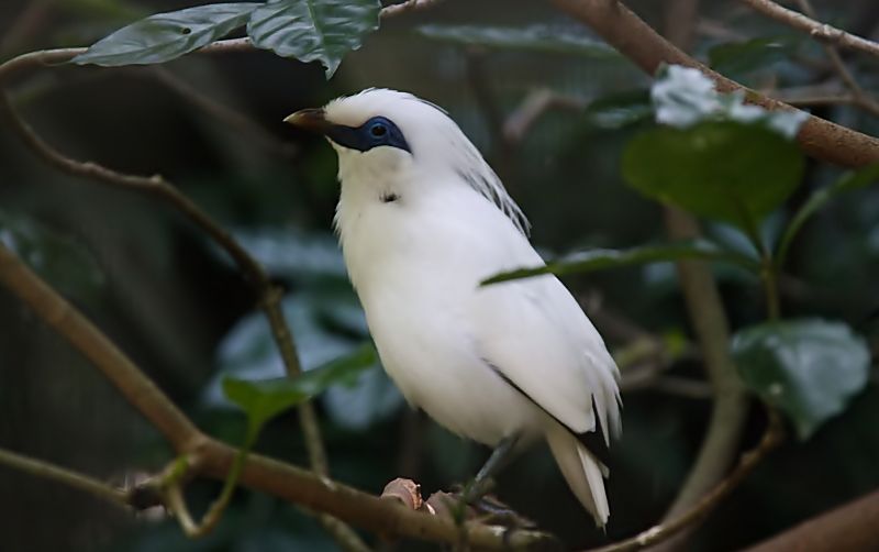 uploads/news/2021/02/klhk-sita-ratusan-burung-68153f5eee7f118.jpg