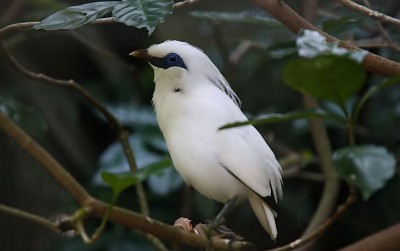 uploads/news/2021/02/klhk-sita-ratusan-burung-68153f5eee7f118_400.jpg
