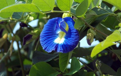 uploads/news/2021/02/manfaat-bunga-telang-yang-442213435c124ec_400.jpg