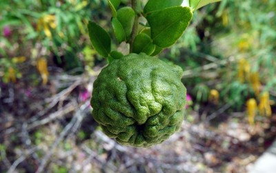 uploads/news/2021/02/manfaat-dari-kecutnya-jeruk-83170dadf9b22aa_400.jpg